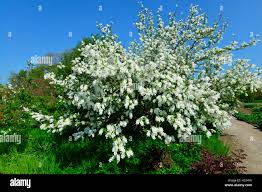 Attēlu rezultāti vaicājumam “Exochorda giraldii var. wilsonii”