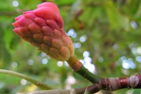 Attēlu rezultāti vaicājumam “Magnolia acuminata fruit”