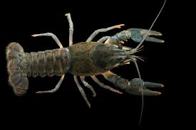 Attēlu rezultāti vaicājumam “Astacus astacus”