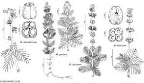 Attēlu rezultāti vaicājumam “Myriophyllum alterniflorum”