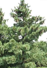 Attēlu rezultāti vaicājumam “Pinus peuce”