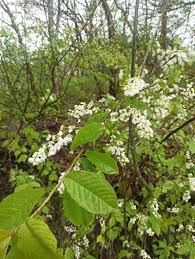 Attēlu rezultāti vaicājumam “Padus avium leaf”