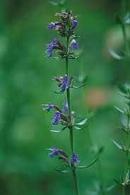 Attēlu rezultāti vaicājumam “Hyssopus officinalis flower”