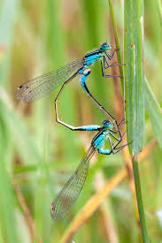 Attēlu rezultāti vaicājumam “Ischnura elegans”