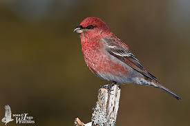 Attēlu rezultāti vaicājumam “Pinicola enucleator adult”