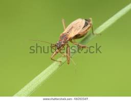 Attēlu rezultāti vaicājumam “Nabidae”