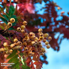 Attēlu rezultāti vaicājumam “Sorbus”