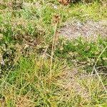 Attēlu rezultāti vaicājumam “Juncus squarrosus fruit”