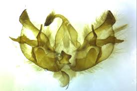 Attēlu rezultāti vaicājumam “Diarsia florida”