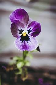 Attēlu rezultāti vaicājumam “Viola arvensis flower”