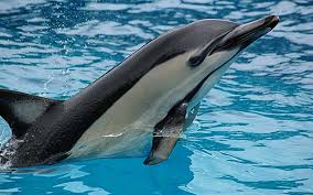 Image result for Delphinus delphis