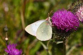 Attēlu rezultāti vaicājumam “Colias palaeno male”