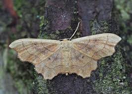Attēlu rezultāti vaicājumam “Idaea emarginata”