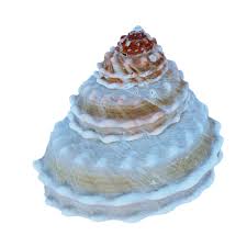 Image result for mountain top seashell