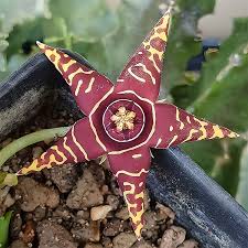 Attēlu rezultāti vaicājumam “Asclepiadaceae”