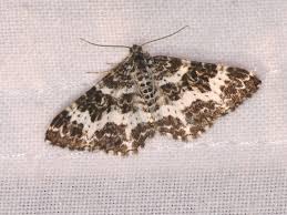 Attēlu rezultāti vaicājumam “Epirrhoe tristata imago”