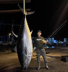 Image result for giant tuna