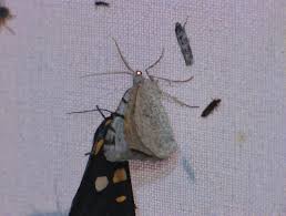 Attēlu rezultāti vaicājumam “Macaria wauaria”