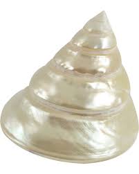 Image result for mountain top seashell
