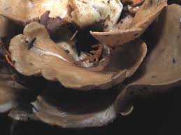 Attēlu rezultāti vaicājumam “Gomphus clavatus”