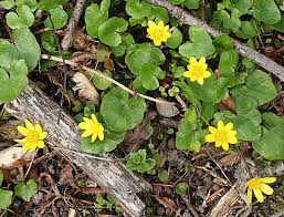 Attēlu rezultāti vaicājumam “Ficaria verna leaf”