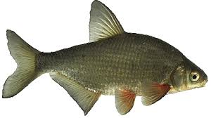 Image result for Blicca bjoerkna