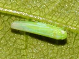 Attēlu rezultāti vaicājumam “Empoasca sp.”