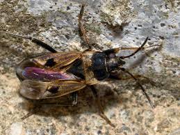 Image result for Rhyparochromus