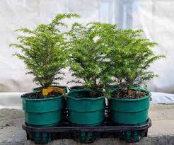 Attēlu rezultāti vaicājumam “Tsuga canadensis”