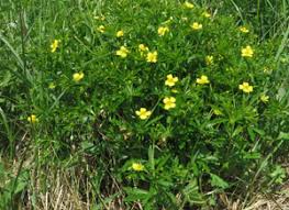 Attēlu rezultāti vaicājumam “xComagaria rosea”