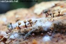 Attēlu rezultāti vaicājumam “Cribraria rufa young”