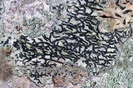 Attēlu rezultāti vaicājumam “Opegrapha atra”