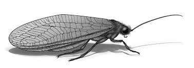 Attēlu rezultāti vaicājumam “Neuroptera”