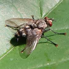 Attēlu rezultāti vaicājumam “Sarcophagidae”