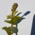 Attēlu rezultāti vaicājumam “Potamogeton perfoliatus flower”