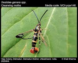 Attēlu rezultāti vaicājumam “Sesiidae”