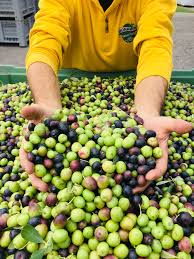 Attēlu rezultāti vaicājumam “Oligonema affine”
