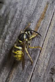 Attēlu rezultāti vaicājumam “Vespula germanica male”