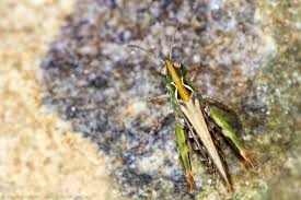 Attēlu rezultāti vaicājumam “Myrmeleotettix maculatus”