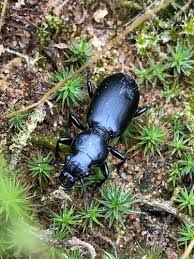 Attēlu rezultāti vaicājumam “Broscus cephalotes”
