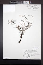 Attēlu rezultāti vaicājumam “Myriophyllum alterniflorum”