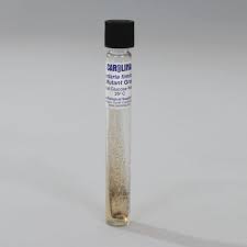 Attēlu rezultāti vaicājumam “Sordaria fimicola”