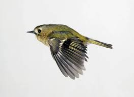 Attēlu rezultāti vaicājumam “Regulus regulus”