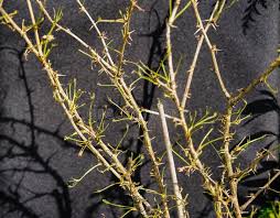 Attēlu rezultāti vaicājumam “Nematus ribesii larva”