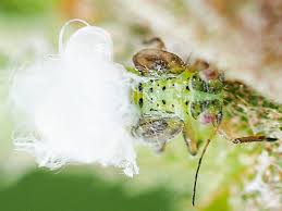 Attēlu rezultāti vaicājumam “Psylla alni”