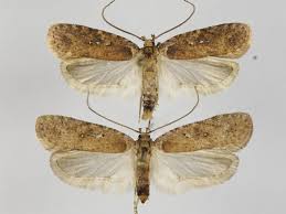 Attēlu rezultāti vaicājumam “Agonopterix heracliana”