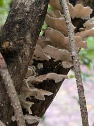 Attēlu rezultāti vaicājumam “Oxyporus”