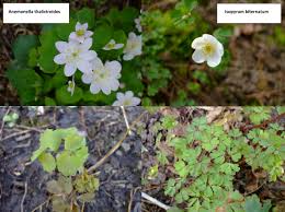 Attēlu rezultāti vaicājumam “Isopyrum thalictroides flower”