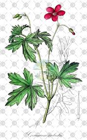 Attēlu rezultāti vaicājumam “Geranium palustre fruit”