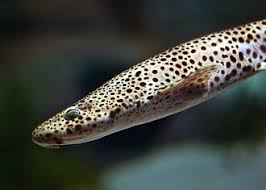 Image result for Scyliorhinus stellaris